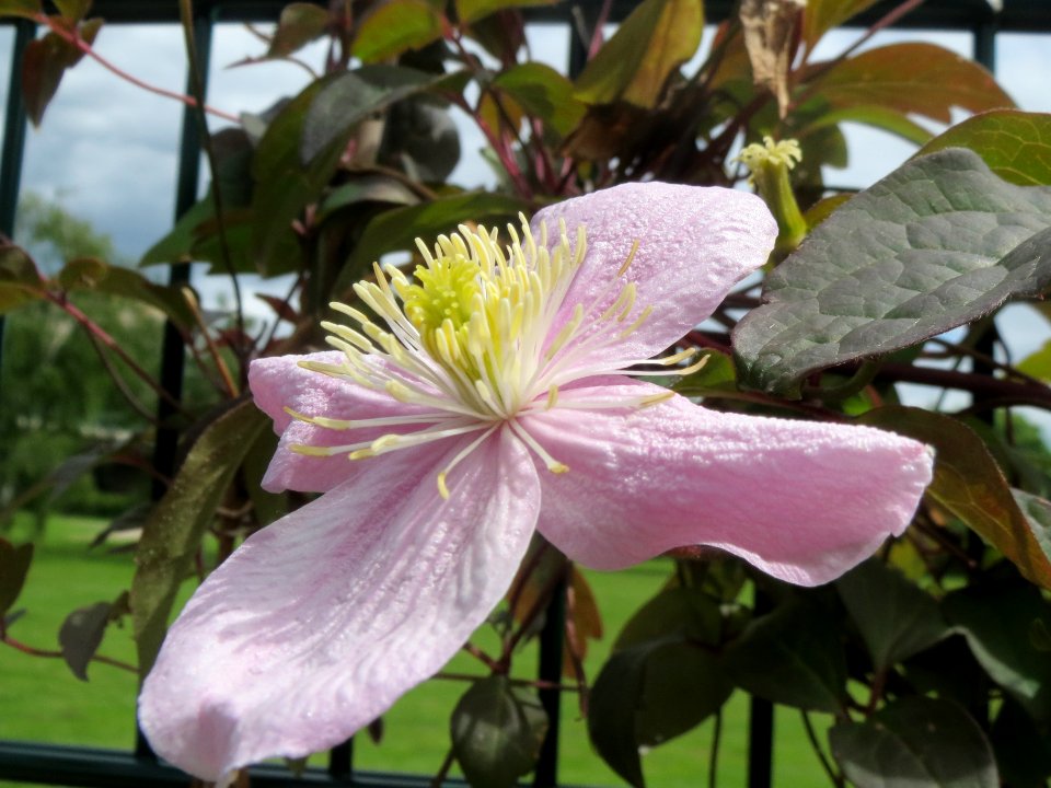 20140512Clematis_montana_Tetrarose