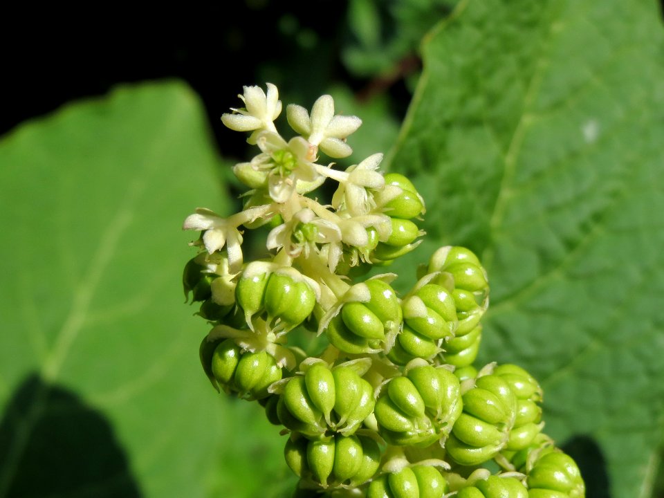 20140702Phytolacca_americana2