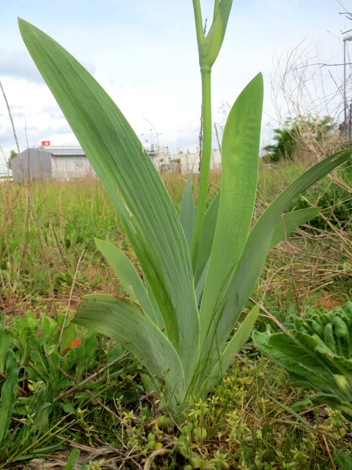 20140427Iris_versicolor5