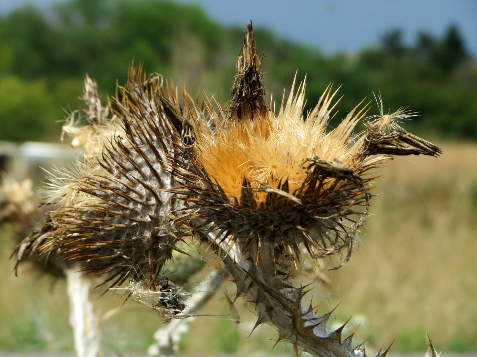 20140724Onopordum_acanthium2