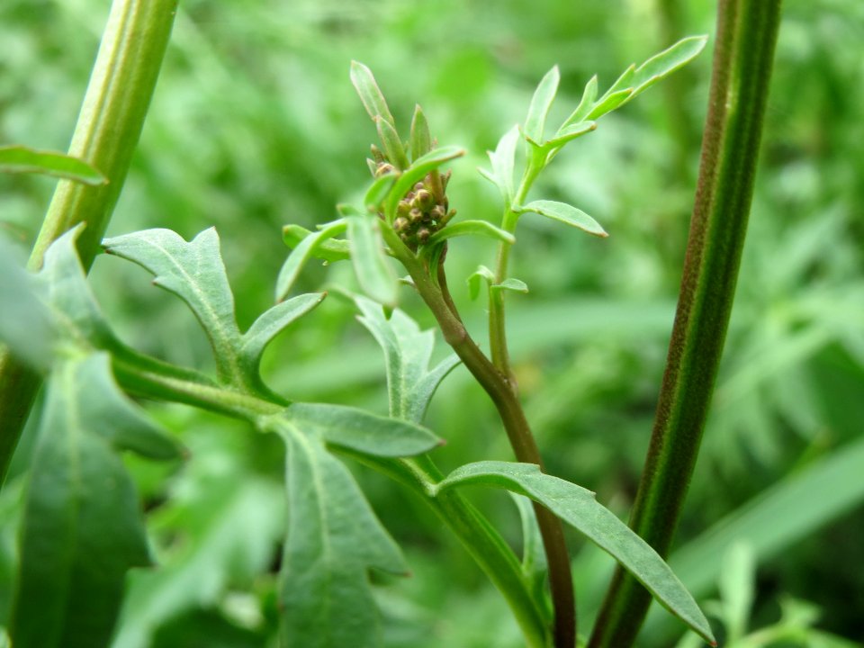 20140427Rorippa_sylvestris6