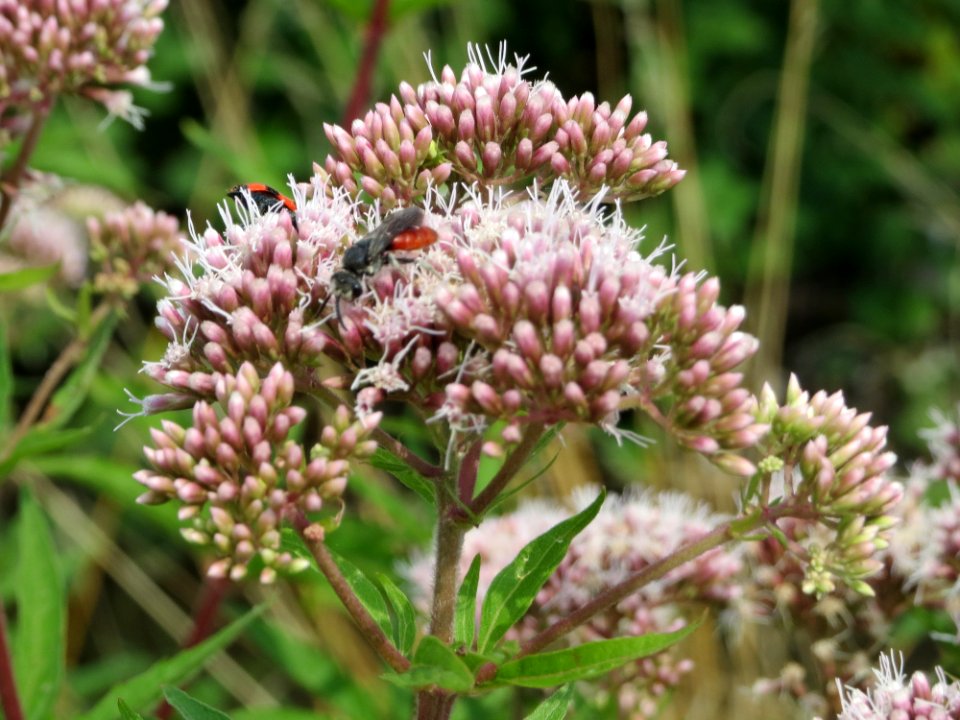 20140724Eupatorium_cannabinum3
