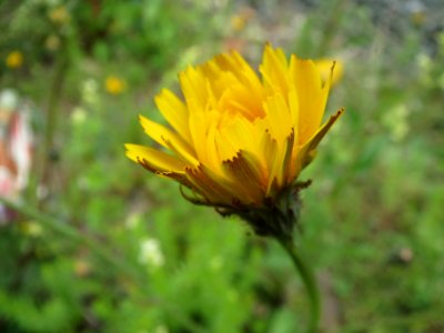 20140508Hypochaeris_radicata2