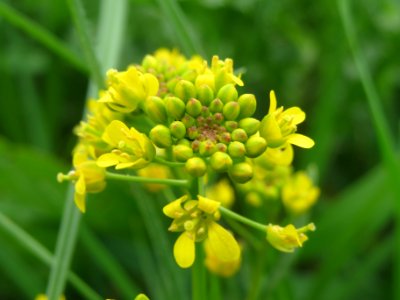 20140427Rorippa_sylvestris2