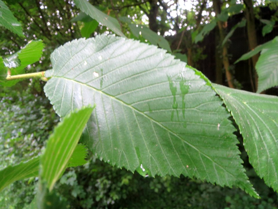 20140507Ulmus_minor2