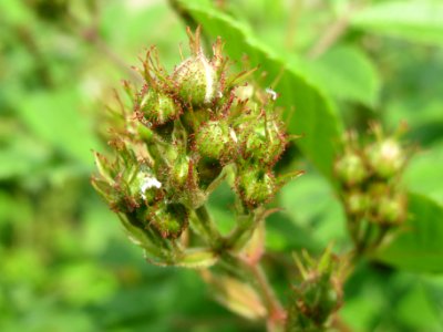 20140429Rosa_multiflora