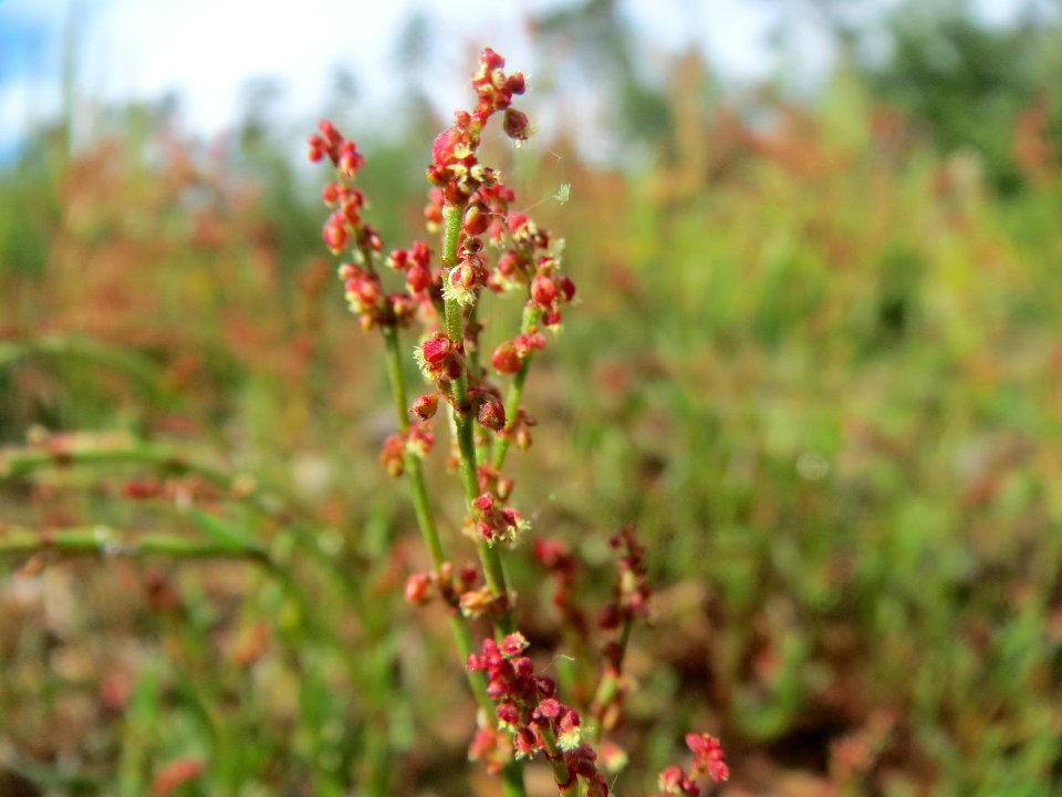 20140511Rumex_acetosella1