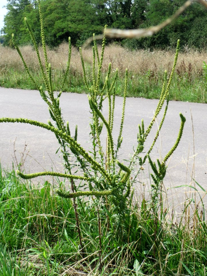 20140724Reseda_luteola01
