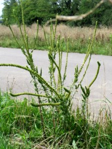 20140724Reseda_luteola01
