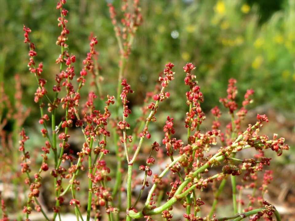 20140511Rumex_acetosella2