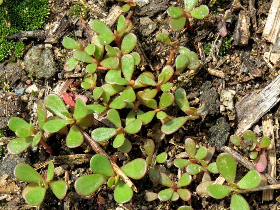 20140724Portulaca_oleracea2