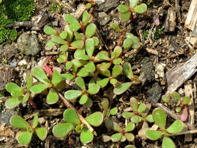 20140724Portulaca_oleracea2
