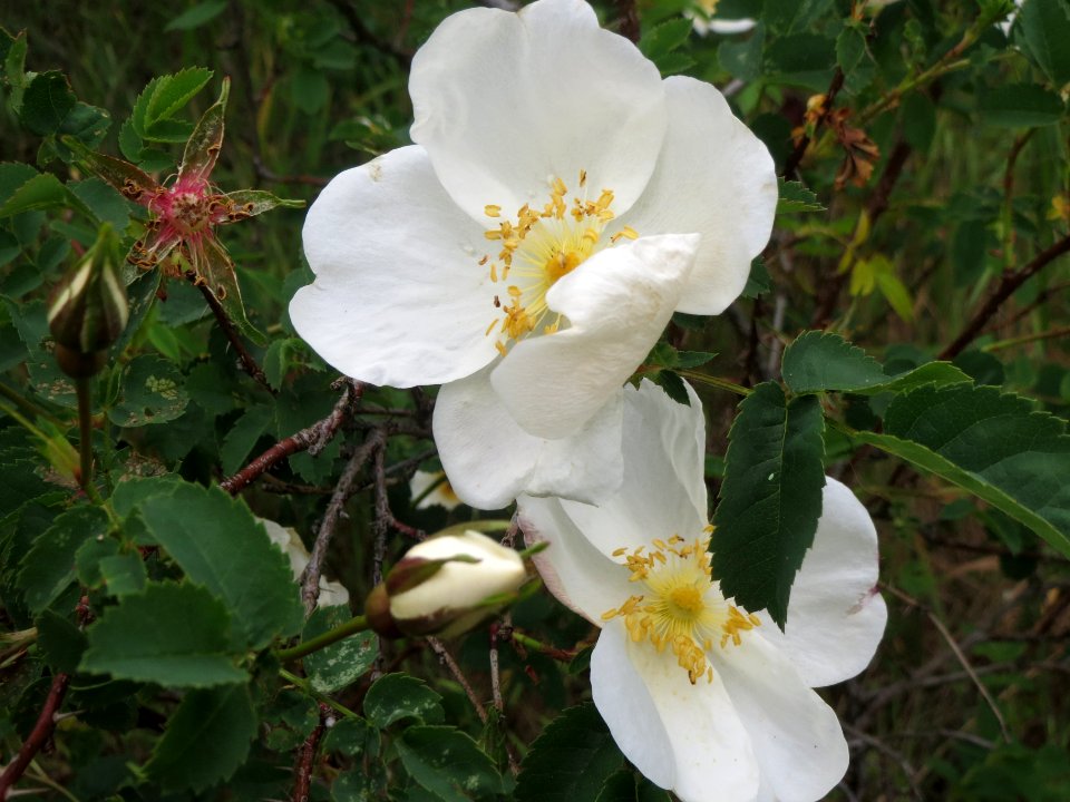 20140428Rosa_spinosissima4