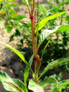20140701Persicaria_lapathifolia7
