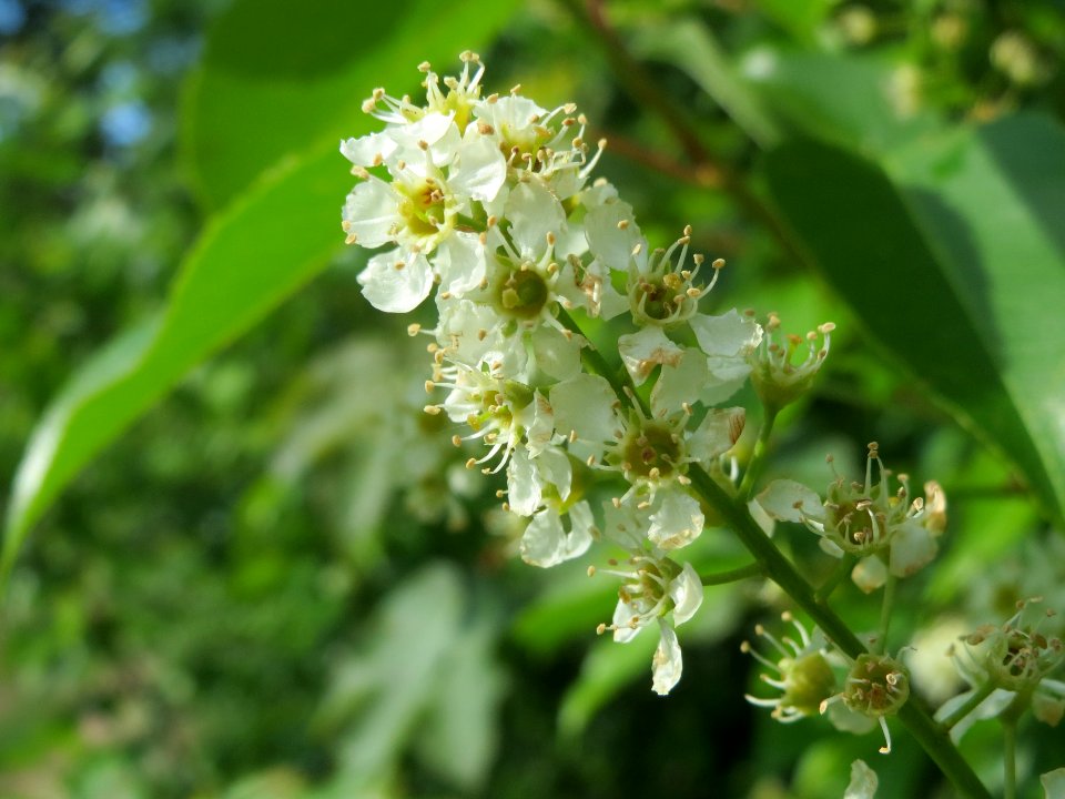 20140511Prunus_serotina4