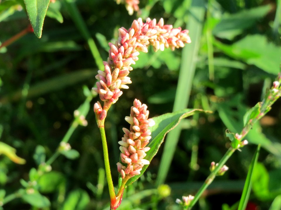 20140701Persicaria_lapathifolia2