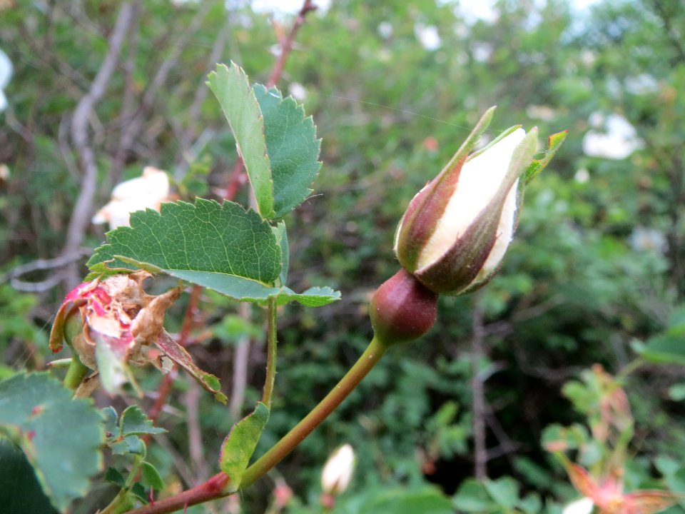 20140428Rosa_spinosissima2