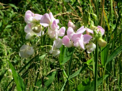 20140701Lathyrus_latifolius6