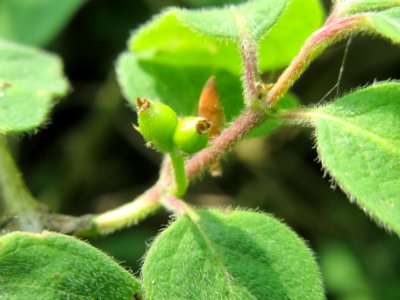 20140429Lonicera_xylosteum2