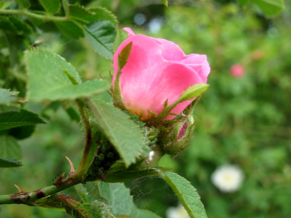 20140515Rosa_rubiginosa2