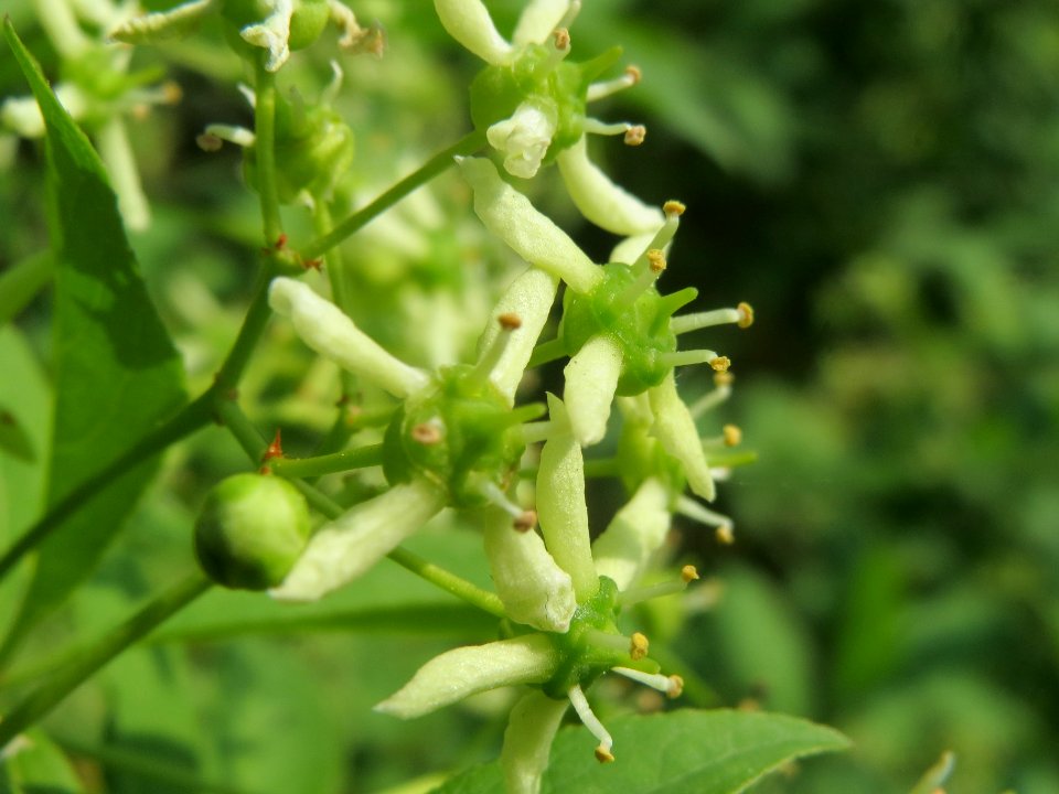 20140430Euonymus_europaeus2