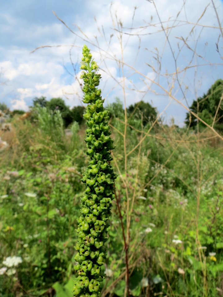 20140724Reseda_luteola06