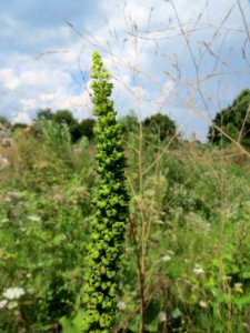 20140724Reseda_luteola06