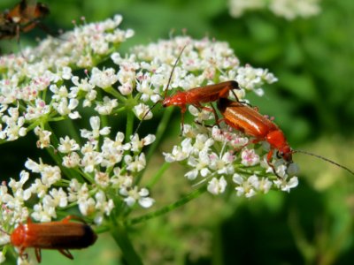 20140701Aegopodium_podagraria2