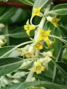 20140515Elaeagnus_angustifolia3