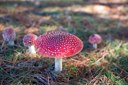 Fairy fungus magic