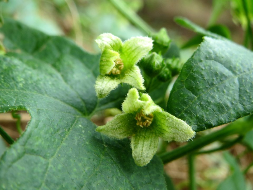 20140630Bryonia_dioica1