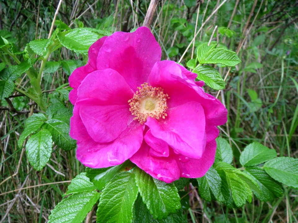 20140507Rosa_rugosa4