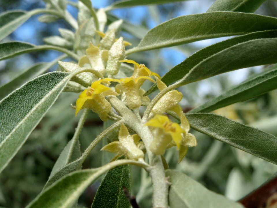 20140515Elaeagnus_angustifolia4