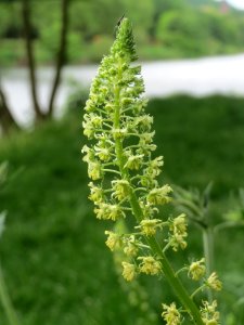 20140507Reseda_lutea1