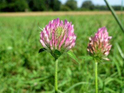 20140723Trifolium_pratense