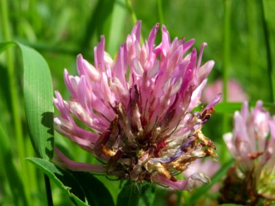 20140514Trifolium_pratense1