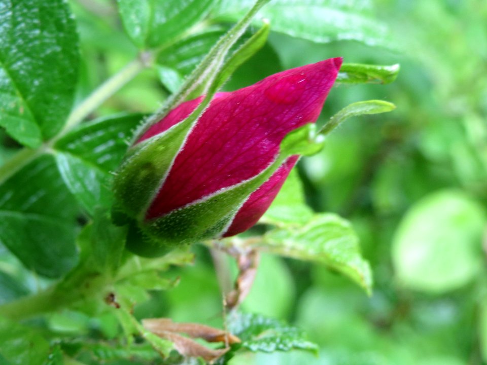20140507Rosa_rugosa2