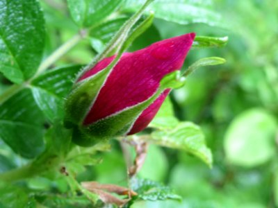 20140507Rosa_rugosa2