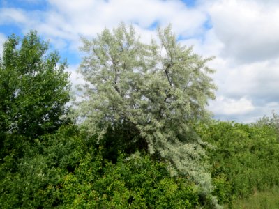 20140515Elaeagnus_angustifolia1