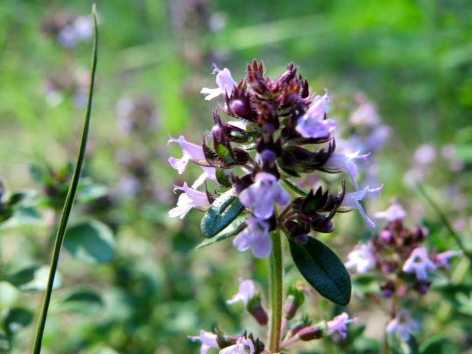 20140723Thymus_pulegioides1