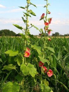 20140701Alcea_rosea1 photo