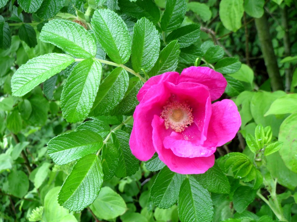 20140507Rosa_rugosa5