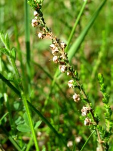 20140513Calluna_vulgaris