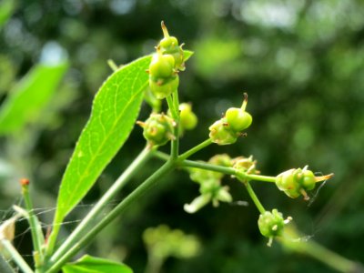20140509Euonymus_europaeus1