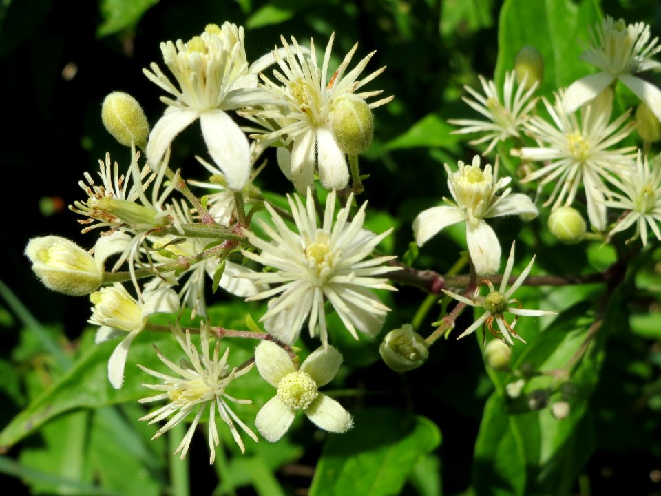 20140701Clematis_vitalba