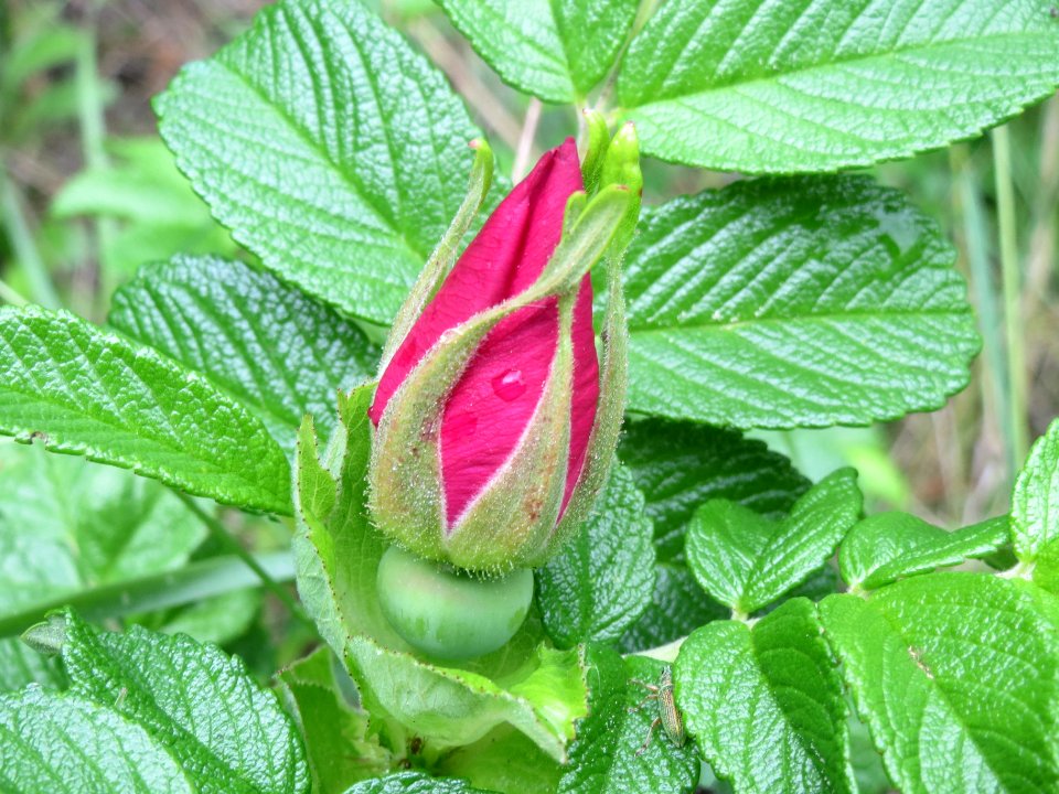 20140507Rosa_rugosa1