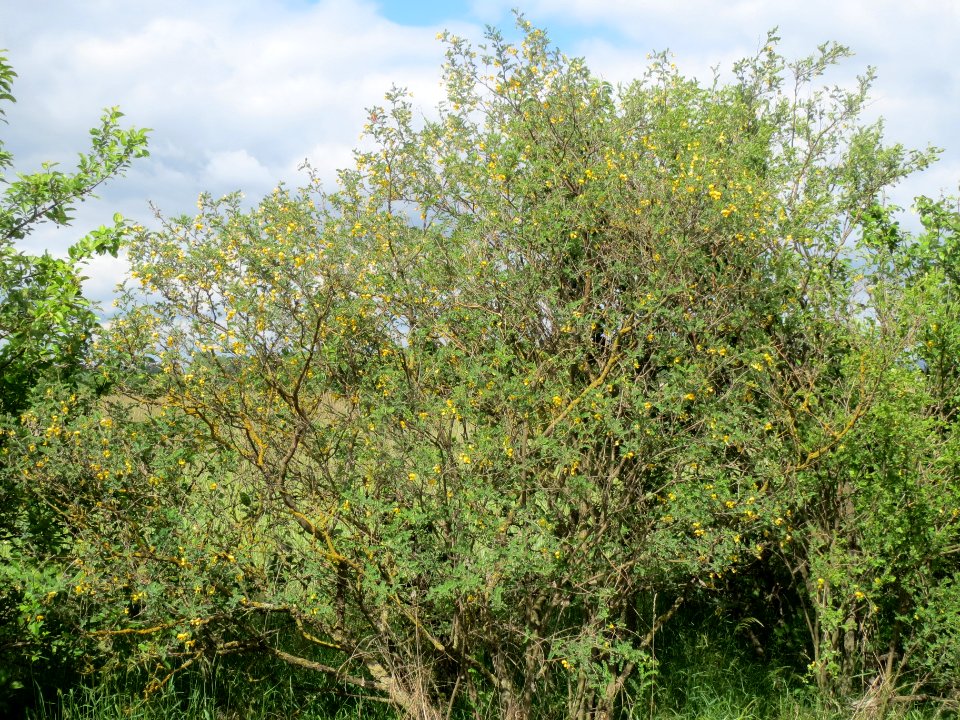 20140515Colutea_arborescens01