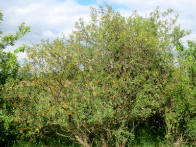 20140515Colutea_arborescens01