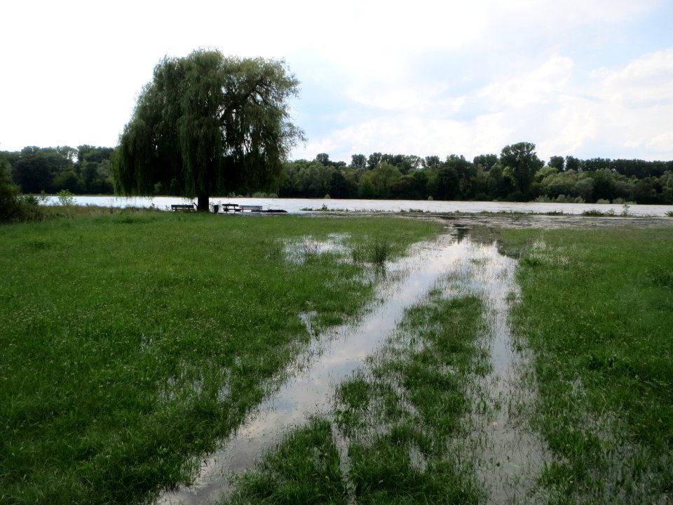 20140724Hochwasser_Altlussheim09