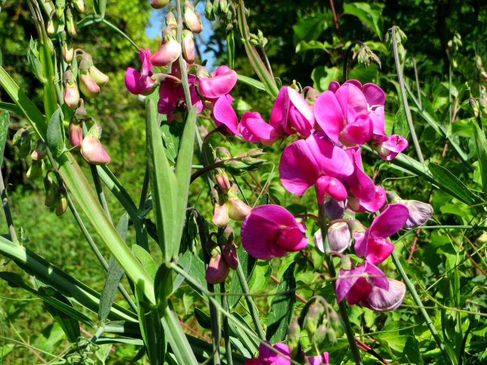 20140701Lathyrus_latifolius5